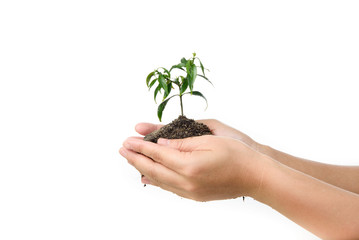 Hand and young plant