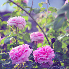 Pink roses