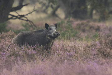 Wild boar in blooming heather