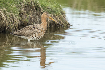 Godwit walks in water