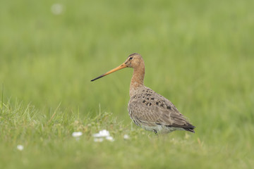 Graceful wader on a meadow