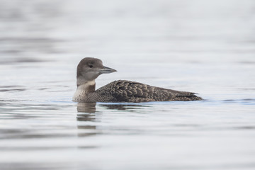 Common loon (Gavia immer) eating crayfish