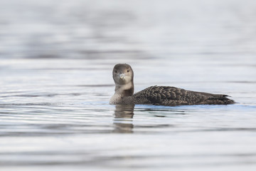 Common loon (Gavia immer) eating crayfish