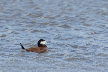 Ruddy duck Oxyura jamaicensis