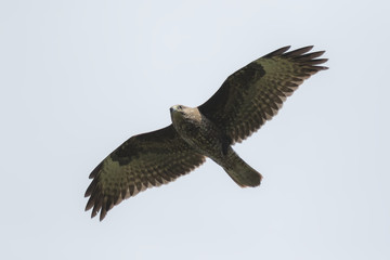 Buzzard in flight