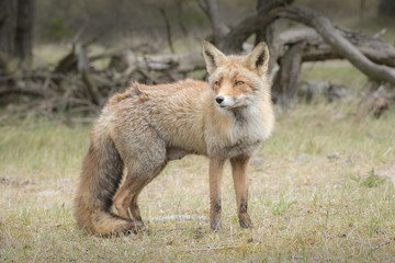 Fototapeta na wymiar Wild red fox