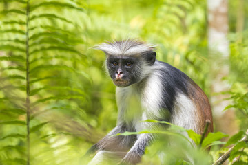 Red Colobuse Monkey