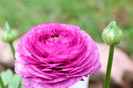 group of purple Persian Buttercup Flower Ranunculus asiaticus 