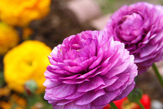 group of purple Persian Buttercup Flower Ranunculus asiaticus 