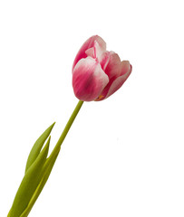 Tulip "Lustige Witwe" on a white background isolated