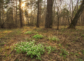 landscape of the forest with sun and flowers
