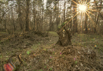landscape of the forest with sun and flowers