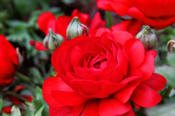red Persian Buttercup Flower Ranunculus asiaticus 