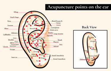 Reflex zones on the ear. Acupuncture points on the ear. Map of acupuncture points (reflex zones) on the ear. 