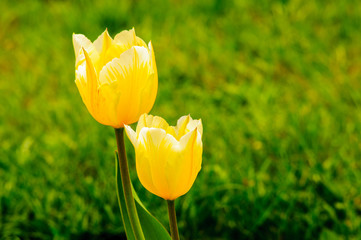 Dwa tulipany  Sweetheart