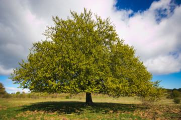 Monumental fagus sylvatica tree