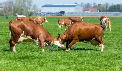 Fototapeta na wymiar Lisse , the Netherlands - April 21, 2016: dairy cows fighting in a field