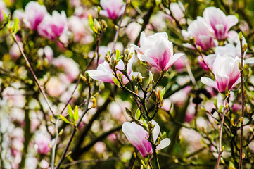 Magnolia