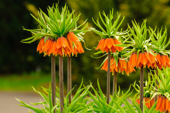 Fototapeta Szachownica cesarska (Fritillaria imperialis)