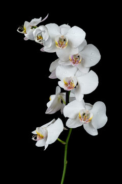 Fototapeta White Orchid on a black background