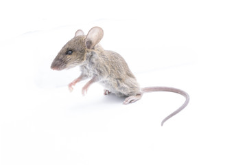 Rat isolated on a white background.