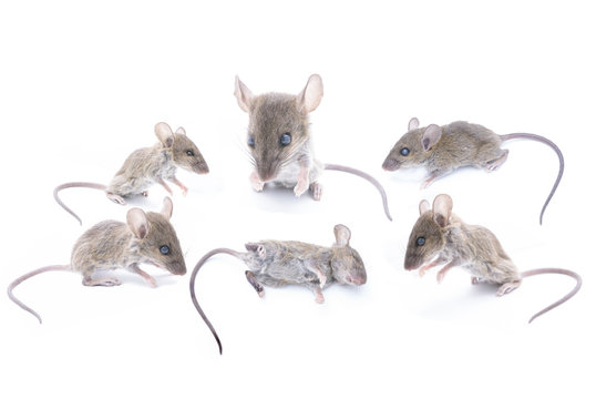 grey rat collection  isolated on a white background.
