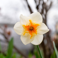 Fototapeta premium Single daffodil