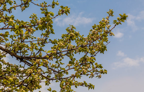 The branch with buds of pears