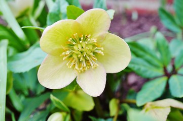 Hellebore flower  (helleborus hybridus or Christmas or Lenten rose)