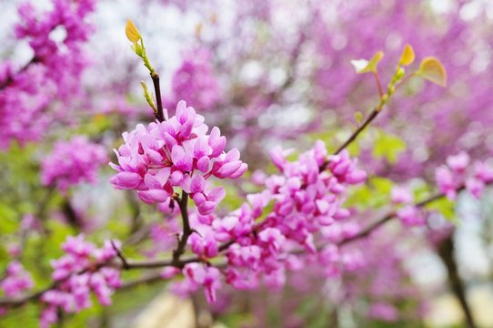 A redbud, or cercis, tree with pink flowers