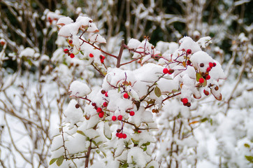 erfrorene Vogelbeeren im Schnee