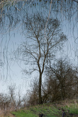 Tree reflected in the water