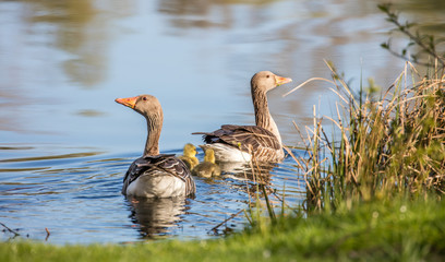 gänse mit küken