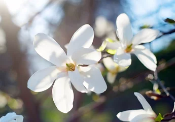 Plaid avec motif Magnolia Fleurs de fleur de magnolia
