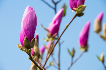 Magnolia pink flowers