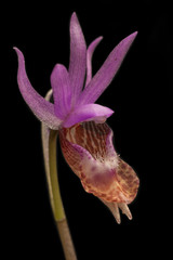 Fototapeta na wymiar Calypso Orchid