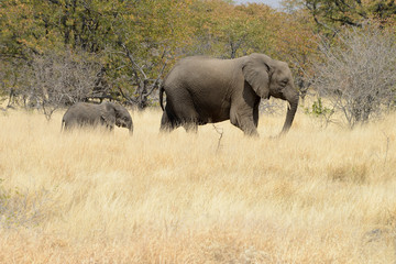 Naklejka na ściany i meble Elephants, Etosha National Park, Namibia