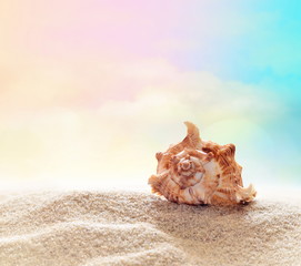 Obraz na płótnie Canvas Summer beach. Seashell on a sand and ocean as background. 