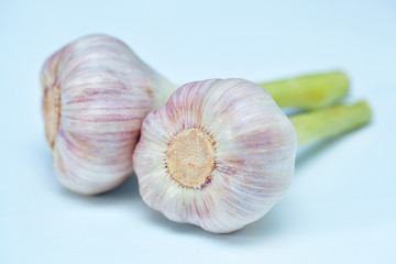 Garlic - Fresh harvest from the garden. Used in medicine as an antiseptic
