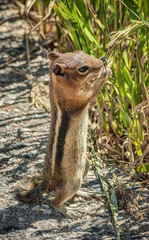 Photogenic Chipmunk Stand on Two Legs to Grab his Dinner