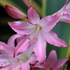 Fototapeta na wymiar Belladona Lily flower, Cornwall, England, UK.