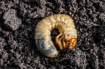 grub of the cockchafer