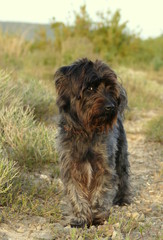 Schnauzer-Mischling, Hundeblick
