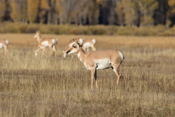 Pronghorn Antelope Does