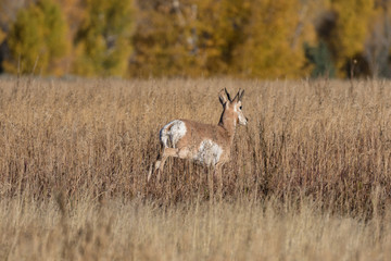 Obraz na płótnie Canvas Pronghorn Antelope Buck