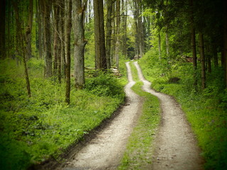 Obraz premium Forststraße schlängelt sich durch den grünen Wald 