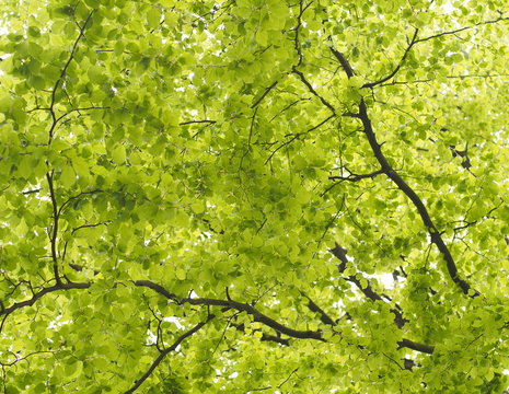 Zarte gr&uuml;ne Buchenbl&auml;tter im Fr&uuml;hling