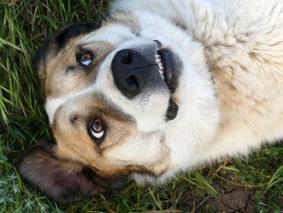 Obraz premium Lieblingsstreuner