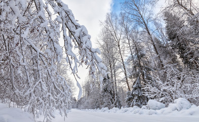 Winter forest