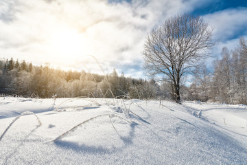 Winter landscape